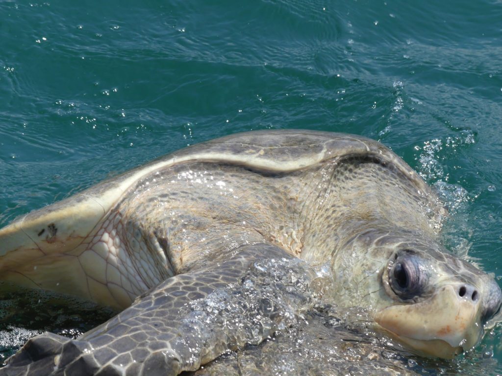 mating-turtles-on-the-way-to-las-gatos-beach