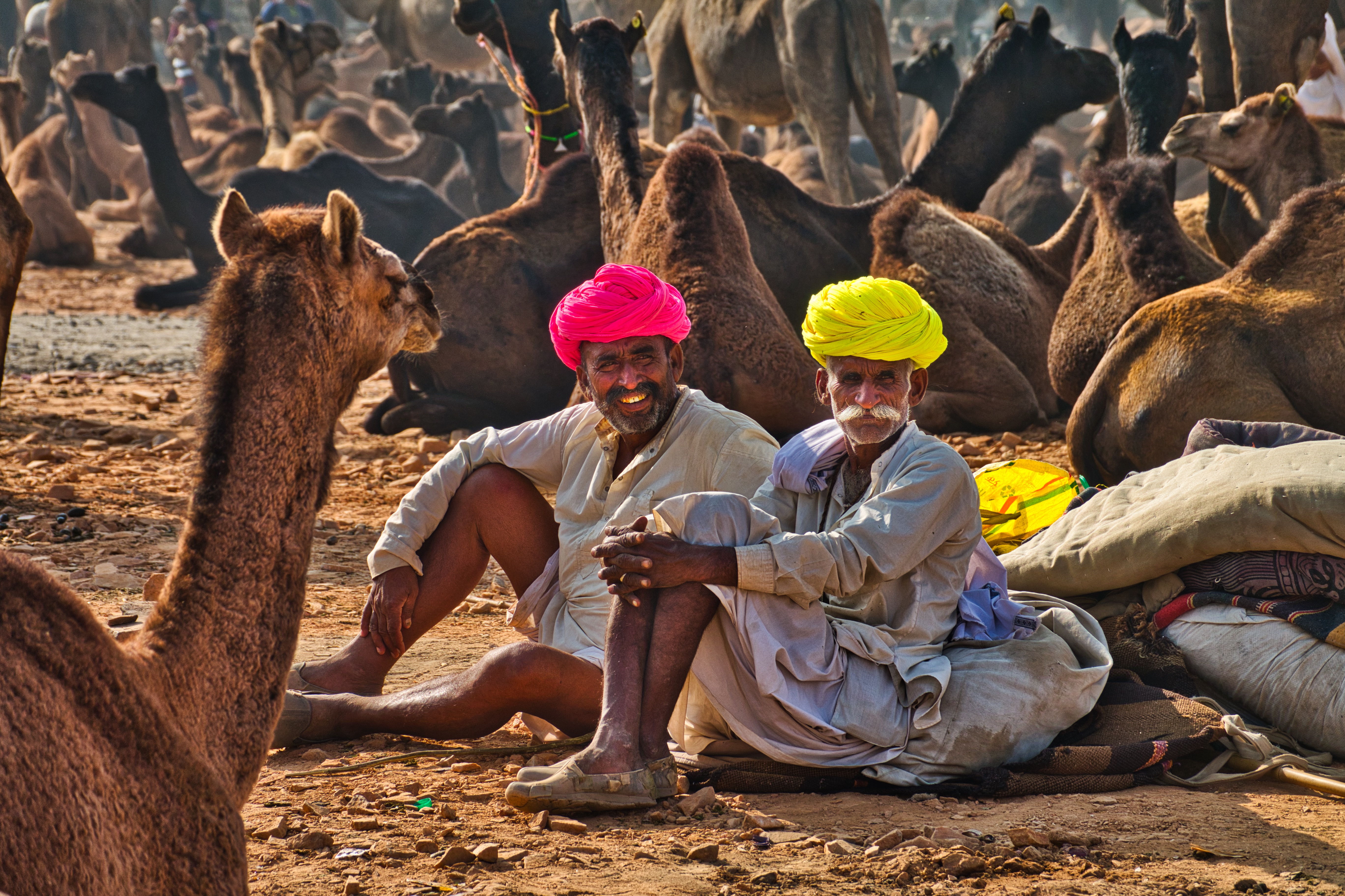 Camel Trading fair Pushkar